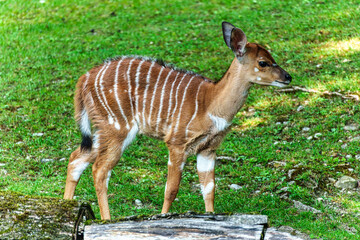 Baby Nyala Antelope - Tragelaphus angasii. Wild life animal.