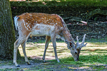 The fallow deer, Dama mesopotamica is a ruminant mammal