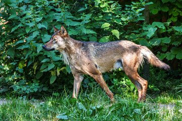 European Grey Wolf, Canis lupus in a german park