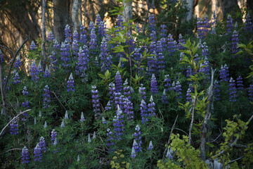 field of lupine