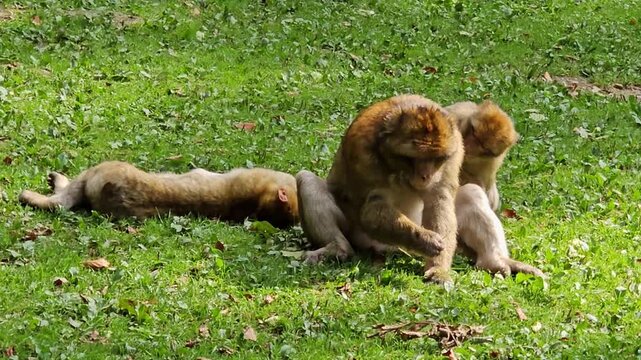 Cute macacas family in the zoo