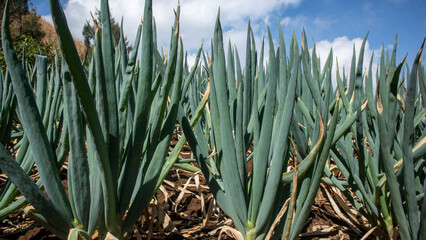 Obraz premium Spring onion (Allium fistulosum) plantation is also known as Welsh onion or Japanese bunching onion