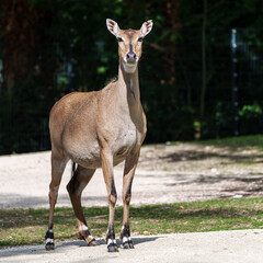 The nilgai or blue cow. Boselaphus tragocamelus is the largest Asian antelope