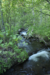 flowing stream in the forest