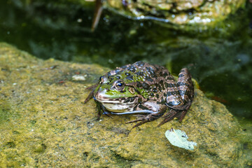 Common frog, Rana temporaria, single reptile croaking in water