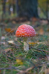 Muchomor czerwony (Amanita muscaria)