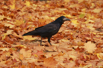 A rook among autumn leaves