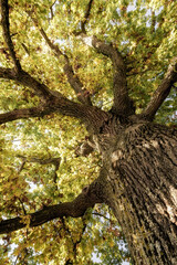 Untersicht eines großen Baumes mit massivem Stamm und weit ausladenden Ästen, belaubt in herbstlichem Licht