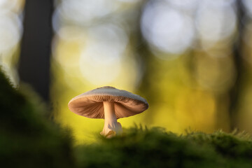 Fototapeta premium Makroaufnahme eines einzelnen Pilzes mit sichtbaren Lamellen auf moosbewachsenem Waldboden im Gegenlicht eines sonnigen Waldes