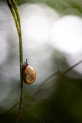 Makroaufnahme einer kleinen Schnecke mit glänzendem Gehäuse, die an einem schlanken Grashalm im...
