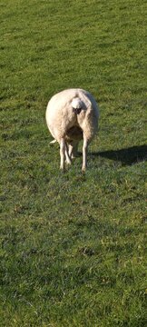 Schaf von hinten
