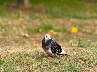Pigeon standing on grass in autumn park. Representation of calm urban nature, balance, and coexistence between wildlife and human environment.