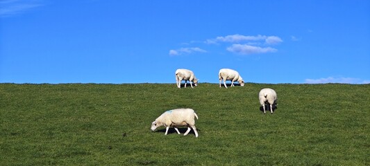 Schafe auf Deich an der Nordsee