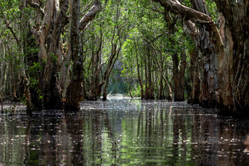 Obraz premium Jungle wetlands wilderness, Wetlands crucial for biodiversity, Swamp landscape ecological reserve in wildlife, Greenery rural area with swamp.