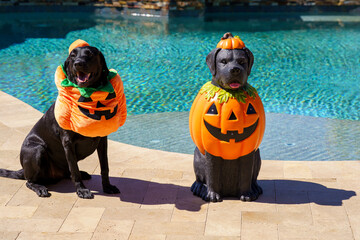 Black labrador retriever wearing a pumpkin Halloween costume sits next to a similar dog blowmold