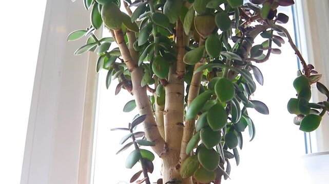 A crassula flower, a money plant, a succulent on the windowsill by the window. The concept of home decor and landscaping.