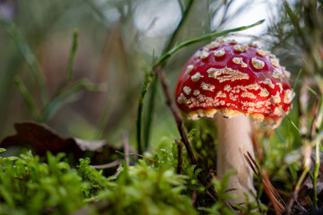 fly agaric Amanita muscaria. The iconic red-and-white spotted mushroom with its bold, eye-catching appearance stands out against the forest’s autumn palette.
