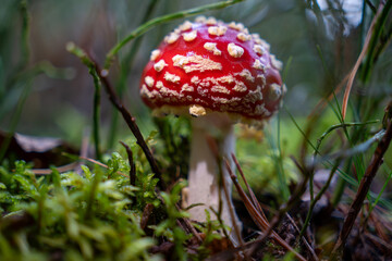 fly agaric Amanita muscaria. The iconic red-and-white spotted mushroom with its bold, eye-catching appearance stands out against the forest’s autumn palette.