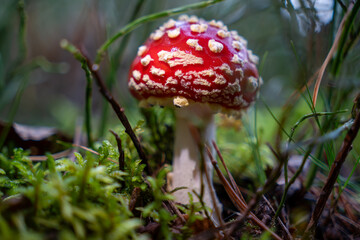 fly agaric Amanita muscaria. The iconic red-and-white spotted mushroom with its bold, eye-catching appearance stands out against the forest’s autumn palette.