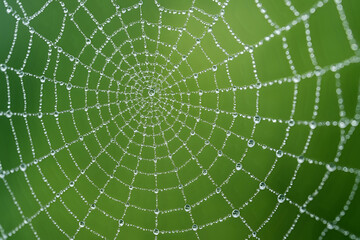 Obraz premium Macro of a symmetrical spider web covered in glistening morning dew drops against a soft green background
