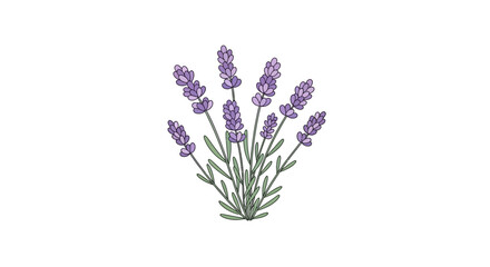Obraz premium A Beautifully Illustrated Bunch of Lavender Sprigs with Delicate Purple Blossoms and Green Stems on a White Background