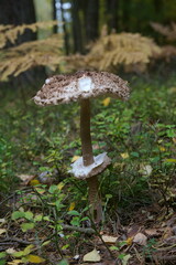 Czubajka kania (Macrolepiota procera)