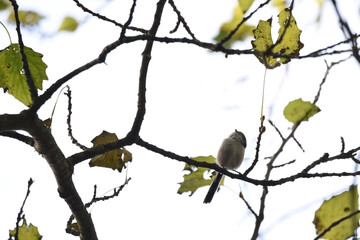 A cute long-tailed tit bird, Aegithalos caudatus, sitting on a branch with autumn leaves, looking up curiously. Photo taken from below the tree, near Alphen aan de Rijn, Netherlands. 