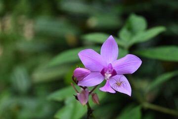 A purple orchid flower with a lynx spider perched on top of a petal
