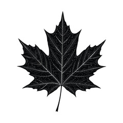 Naklejka premium Single detailed maple leaf silhouette centered composition in clean black vector on white representing autumn and nature