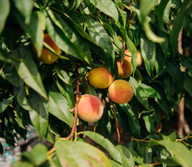 Ripe peach fruits on a tree branch with green leaves. Sunlight. An orchard.