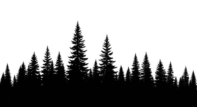 Silhouette of a dense forest with various sizes of pine trees against a stark white background view