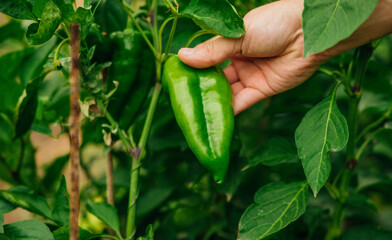 A young man's hand gathers ripe green bell peppers. He plucks a ripe pepper from a bush. Agricultural industry.
