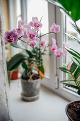 Pink flower and leaves of the phalaenopsis orchid in a flower pot on the windowsill in the house. Care of a houseplant.