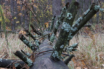 Turquoise lichen on the trunk of a fallen tree in the forest