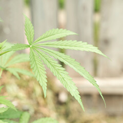 Close-up of healthy green cannabis leaf outdoors in soft sunlight against wooden fence background.