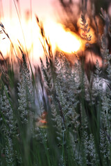 Warm red and pink sunset light falling over grass, creating a soft glowing texture. Peaceful...
