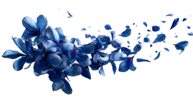 Scattered blue flower petals drifting across a white background, cut out transparent