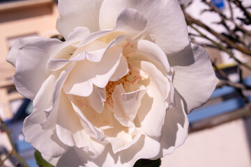 Close-up of a white rose in sunlight
