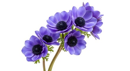 A close up of several purple anemone flowers with black centers on a stem against a white background