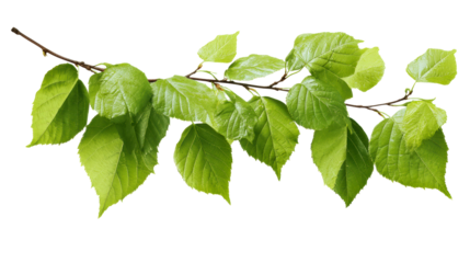 Branch with fresh green leaves, cut out transparent
