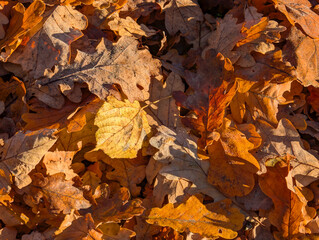 Fallen autumn leaves