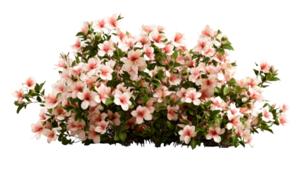 Abundant blooming bush with light pink azalea flowers, cut out transparent