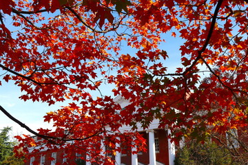 Red Maple Leaves and Stately University Building