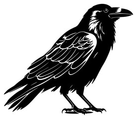 Fototapeta premium crow on a transparent background, black, crow, illustration, raven, silhouette, stand 
