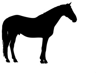 horse on a transparent background, black, horse, photo, picture, silhouette, stand 