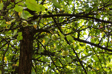 Grüner Apfel im Baum