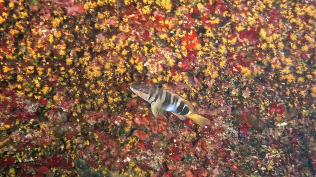Painted comber fish -serranus scriba- in a colourful underwater scene