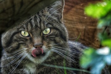 Wildcat looking at camera with tongue out, playful wild moment (Wildcat Collection)