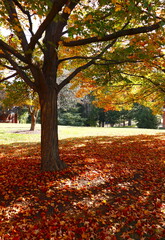 Fallen red maple leaves on ground