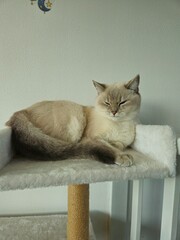 Cute cats playing on cat tower on white background isolated. Cute funny cat tree in the living  room with scratcher. Beautiful cat resting. British shorthair cat.  